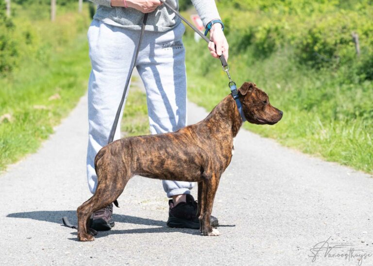 webdscf3542ubba--serca-x-marton