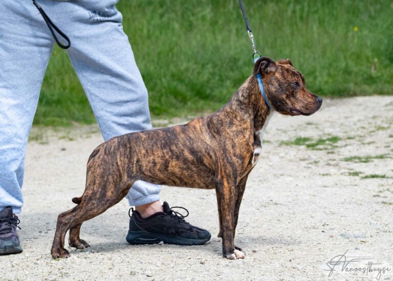 webdscf3571ubba--serca-x-marton