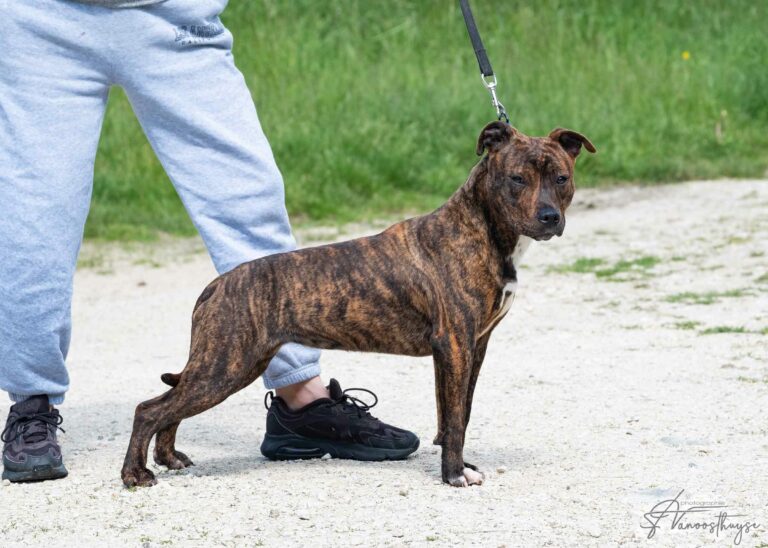 webdscf3572ubba--serca-x-marton