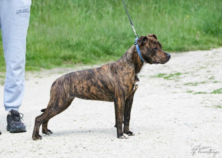 webdscf3574ubba--serca-x-marton