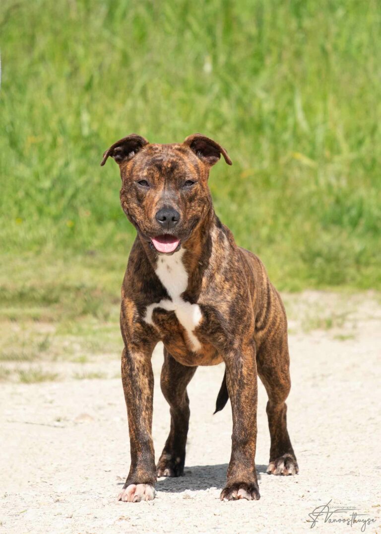 webdscf3588ubba--serca-x-marton