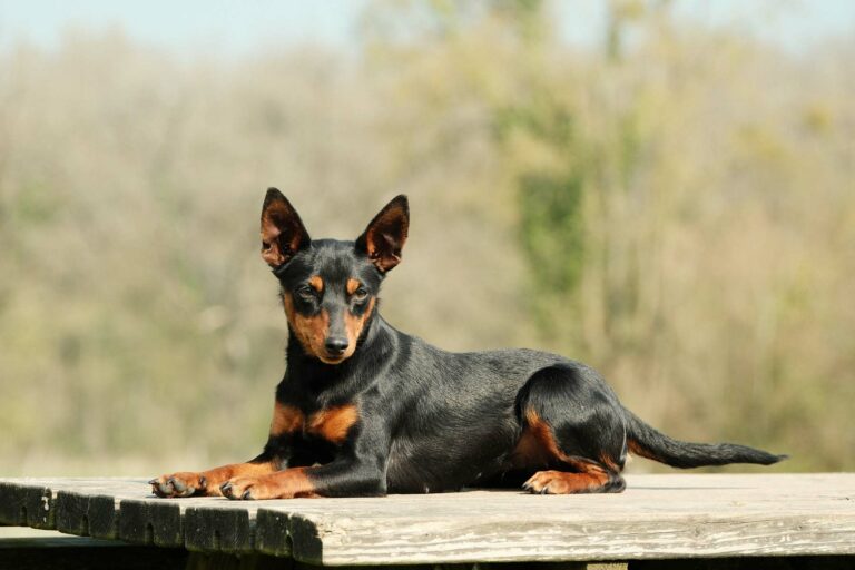 Adidas-9mois-DSCF3858