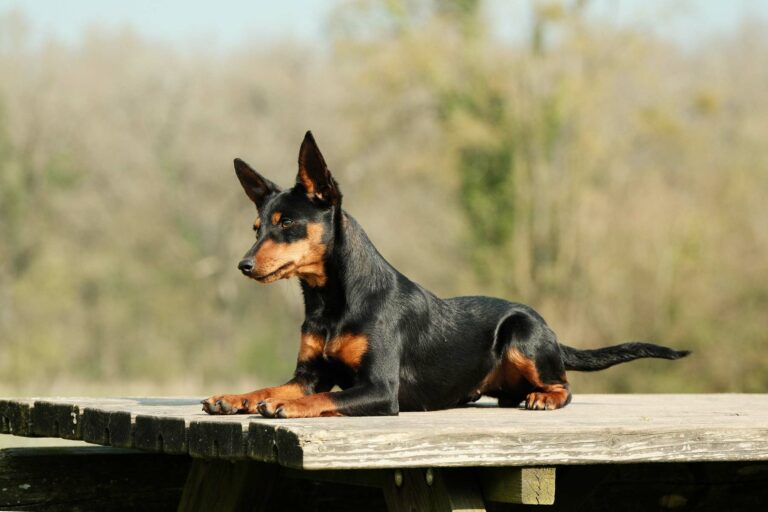 Adidas-9mois-DSCF3886