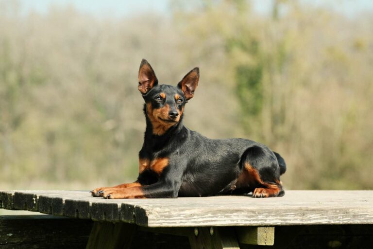 Adidas-9mois-DSCF3895