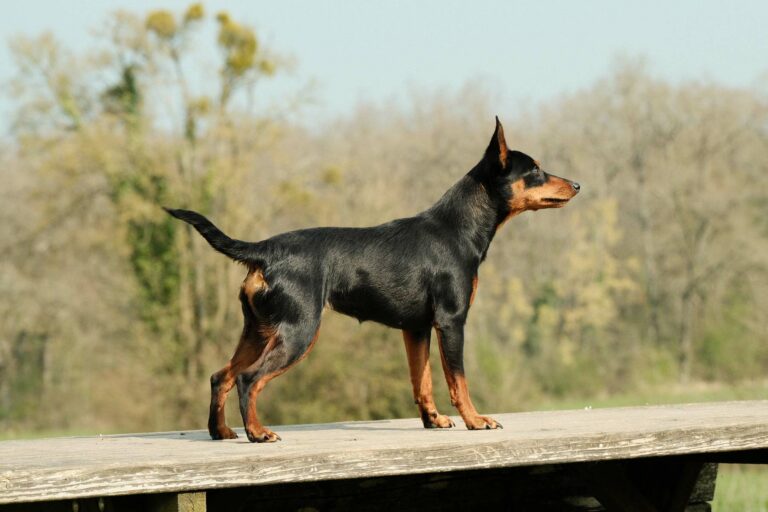 Adidas-9mois-DSCF3902