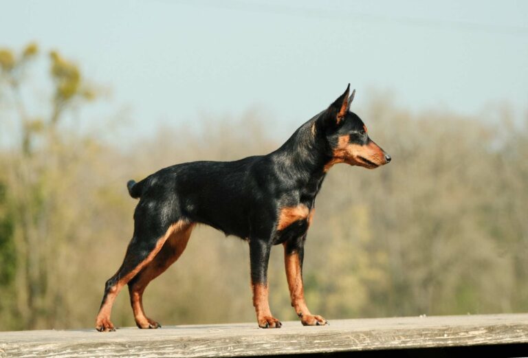 Adidas-9mois-DSCF3916